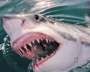 Животный мир Белая акула
