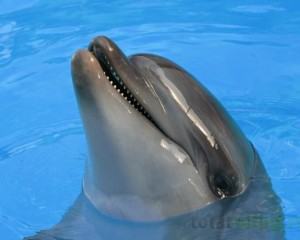 Животный мир Дельфин