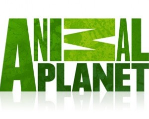 Телеканал Animal Planet