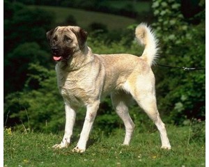 Порода собак Анатолийская овчарка