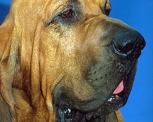 Порода собак Бладхаунд
