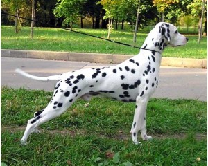 Порода собак Далматин