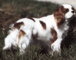 Порода собак Кинг-чарльз спаниель