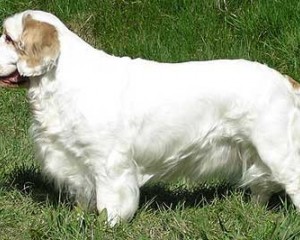 Порода собак Кламбер-спаниель