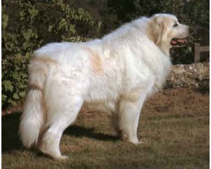 Порода собак Пиренейская горная собака
