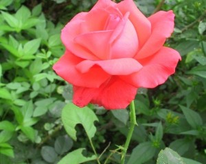 Садовые цветы Розы