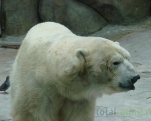 Животный мир Белый медведь