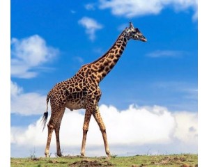Животный мир Жираф