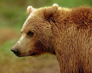 Животный мир Медведь
