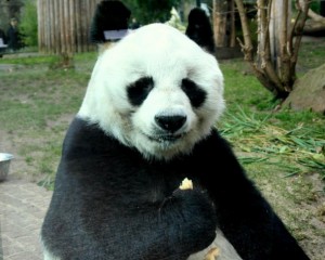 Животный мир Панда