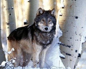 Животный мир Волк
